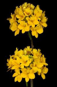 Epidendrum Pacific Amarillo Oriole AM/AOS 83 pts.Inf